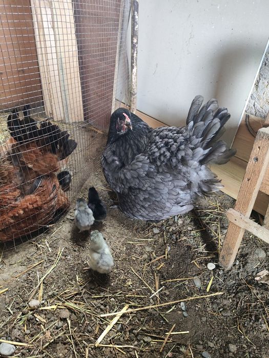 Продаются 2 курицы с цыплятами