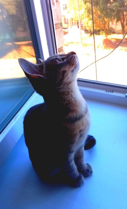 Отдам котенка , девочка