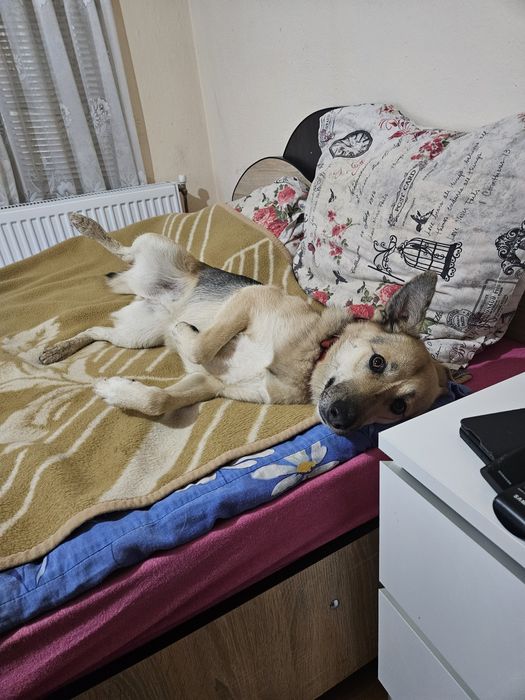 Donez catelusa metis