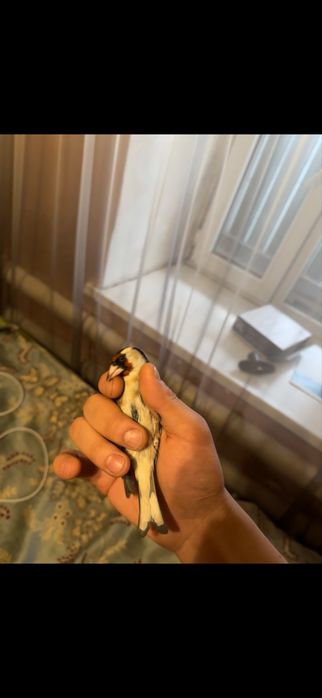 Щегол сибиряк