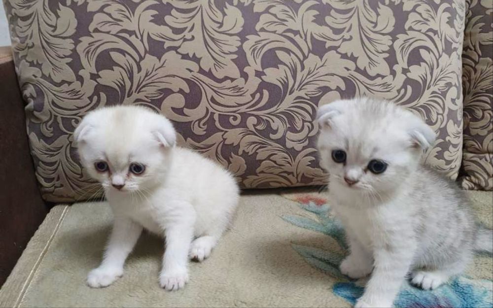 Oq mushukchalar sotiladi