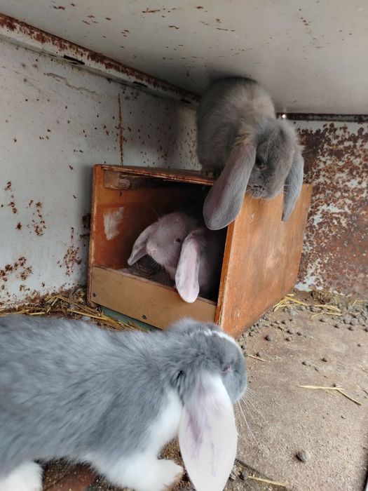 Куенлар сотилади еки эркак индюка алмаштираман кизиканлар болса алокаг