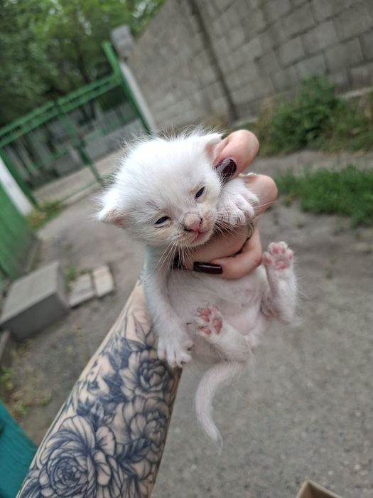 Отдам котят в хорошие руки