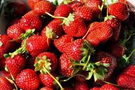 Butasi MUR, Stoloni Capsuni Clery, Joly, Vibrant, Remontante, Smochin