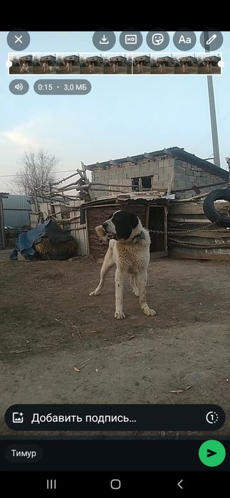 Таза канды алабай