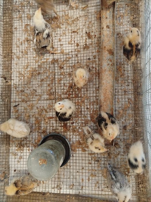 Балапан сатылады