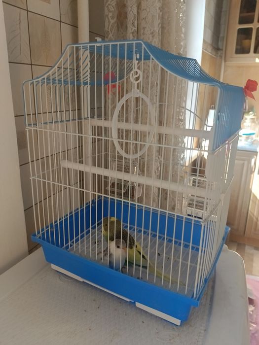 Папугай продаётся