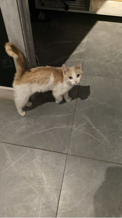 Отдам кота в добрые руки!