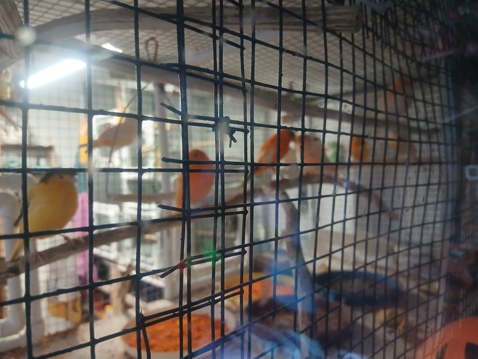Canari tineret inelați