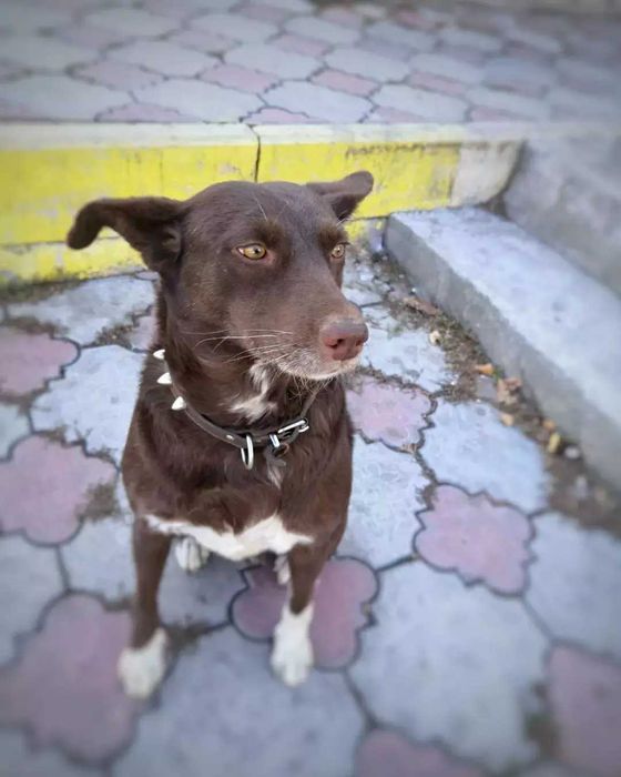 Собака Шоколадка в добрые руки