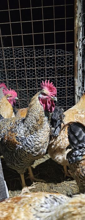 Cocoși tineri de anul acesta