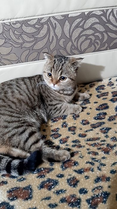 Отдам в добрые руки