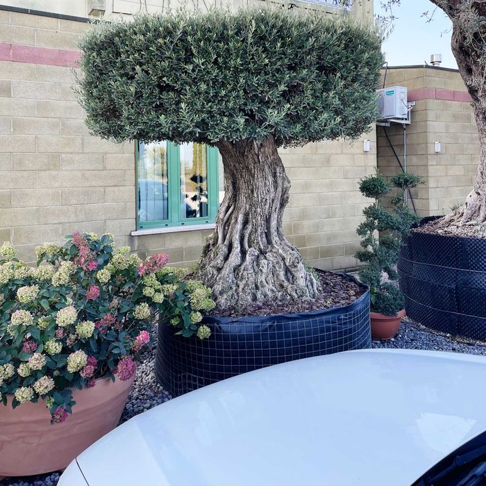 Plante Ornamentale de Top – Calitate Garantată la Poartă