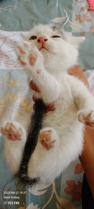 Yapon teleboshlovchilari