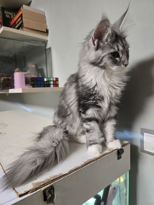 Мейн кун, Maine Coon, котета