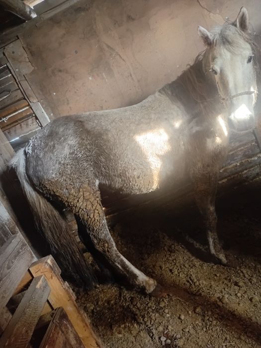 Продам семіз бие