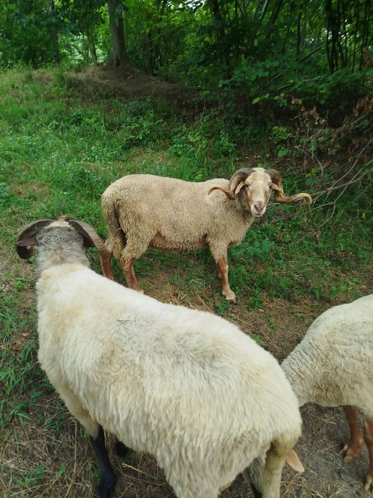 Vând 2  berbeci buni de ținut sau taiat