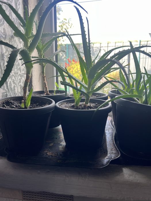 Комнатные цветы