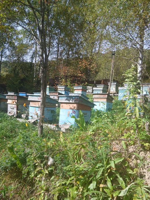 Продам дачу_пасеку на шаравке