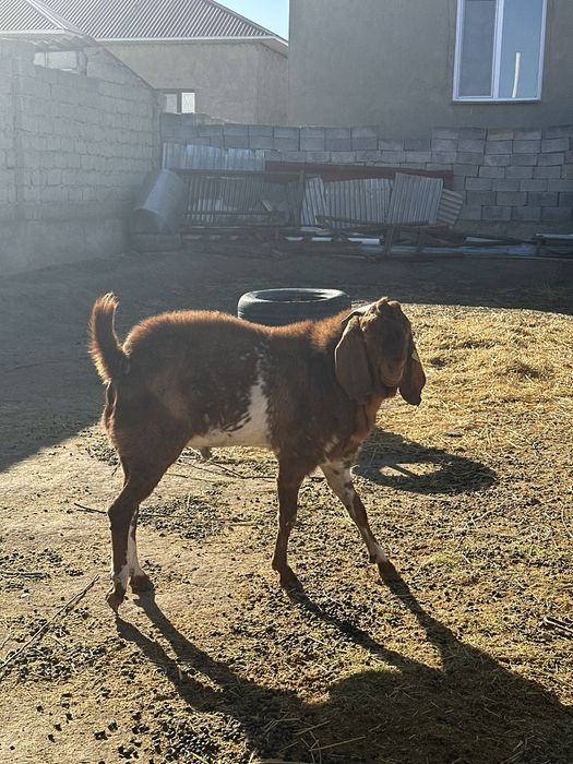 Теке сатылады бетал