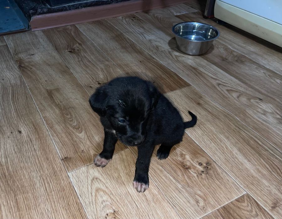 Отдам в добрые руки собачку