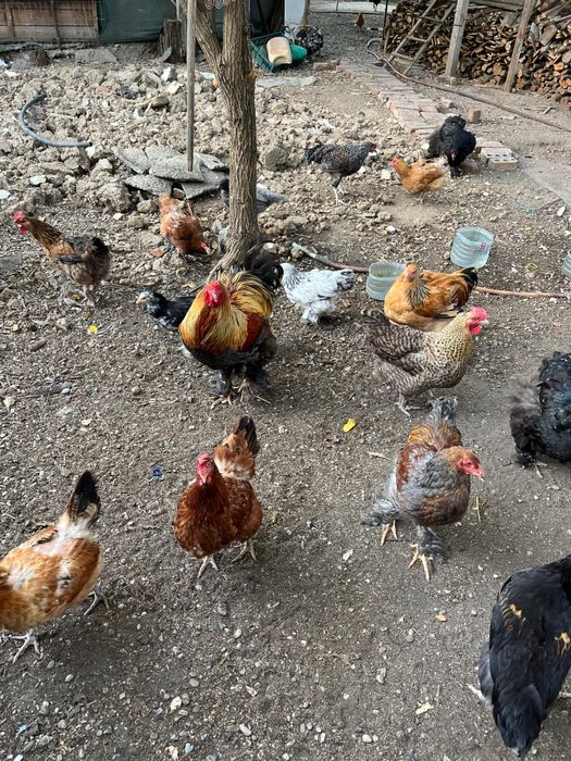 Găini și Cocoși Brahma + Australorp – Exemplare foarte frumoase