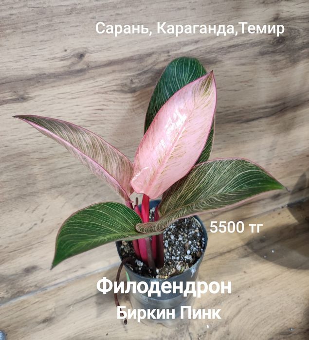 Антуриум,филодендрон