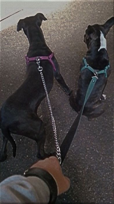 Разхождане на кучета – доверие и грижа