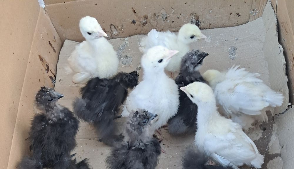 12 Pui de curcă de casă!