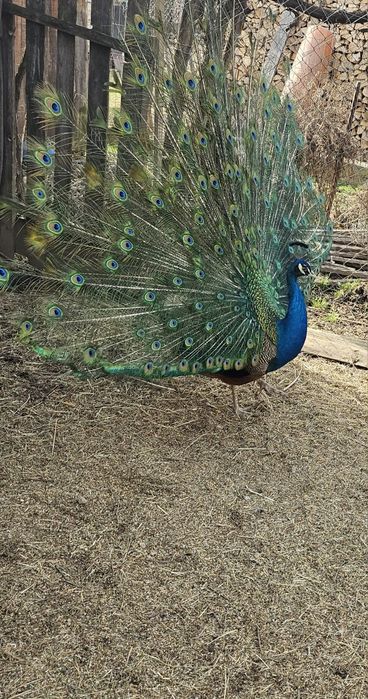 Vând o pereche de păuni