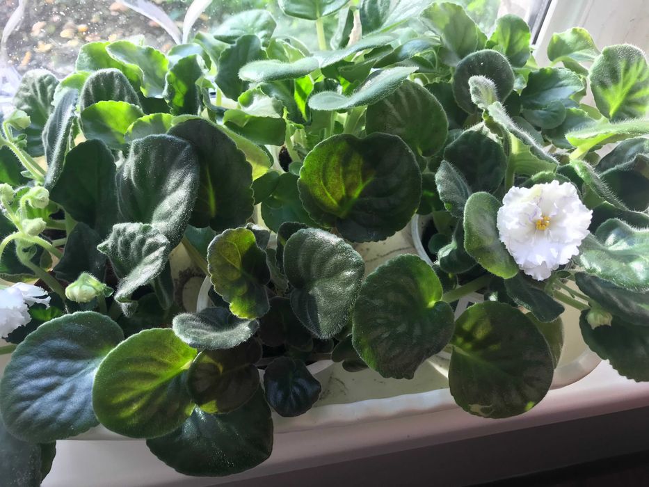 Фиалки разных сортов