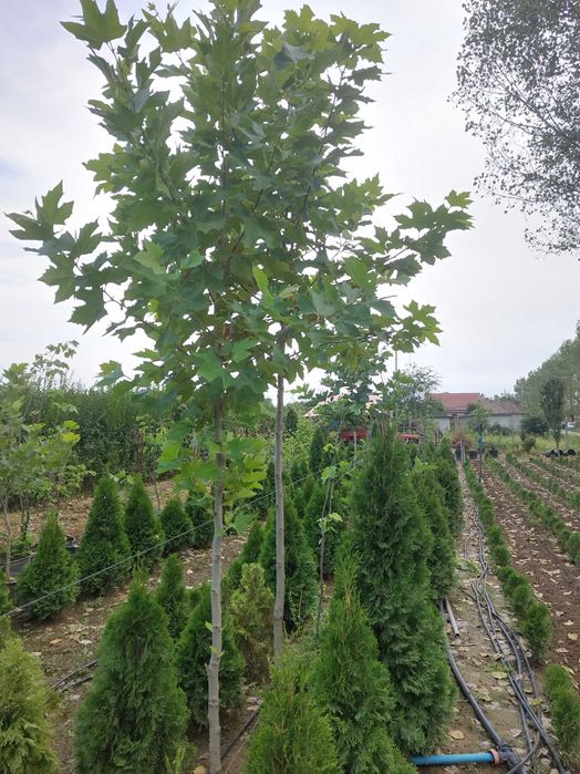 Albizzia,Platani,Tuia