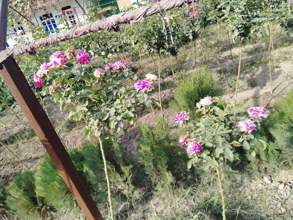 Atirgul kuchat shtampovi roza (#namatak#)