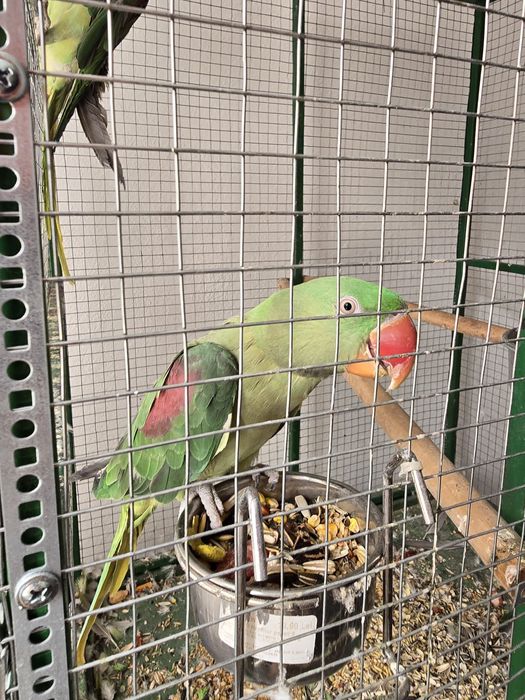 Papagal marele alexandru