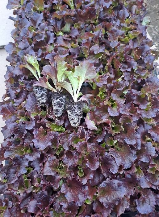 Разсад салата магданоз копър лук айсберг цвекло и др.