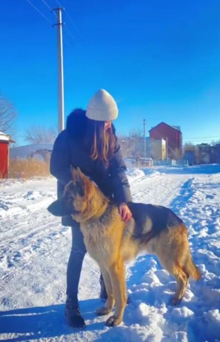 Щенки немецких овчарок