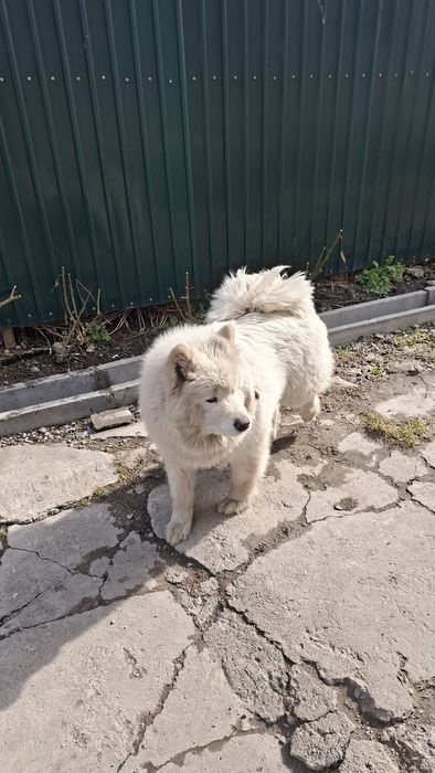 Высокласная Самоедская Собака девочка