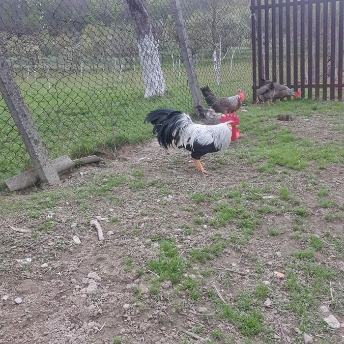 Gaini de vanzare!