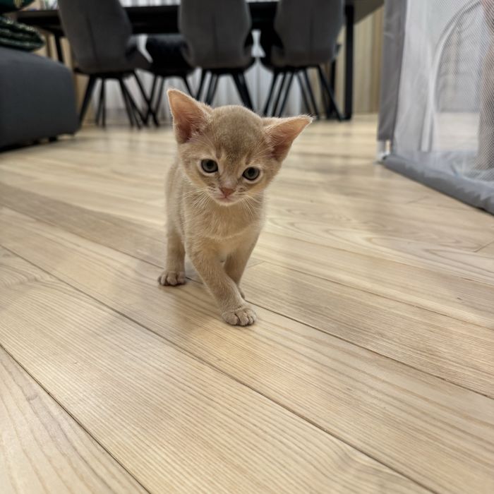 Абиссин, котенок