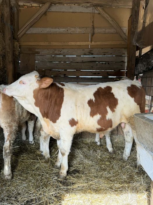 De vânzare  viței bălțați