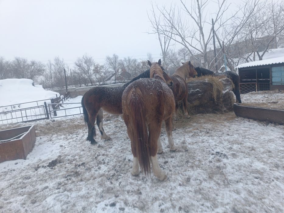 Полятяж кабылы яловы