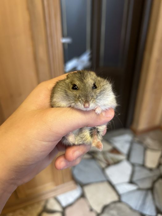 Отдам хомяка даром