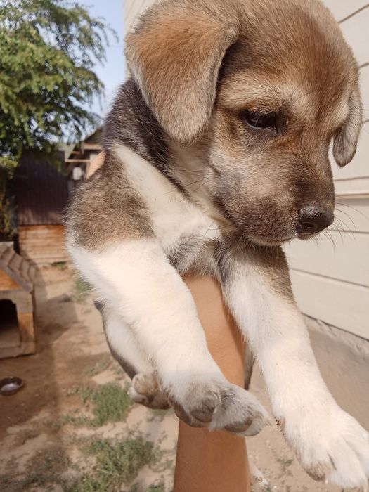 Отдам щенят в добрые руки