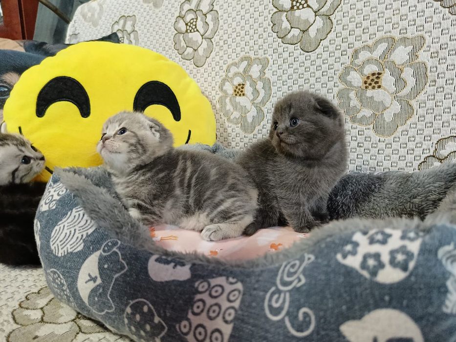 Вислоушки Нежные Плюшки.