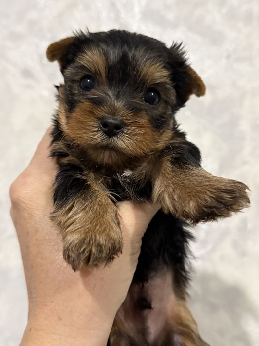 Мальчик йорчик мини