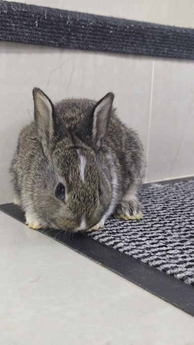 Vand iepuri talie mijlocie