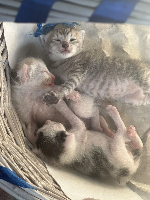 Отдам котят в добрые руки