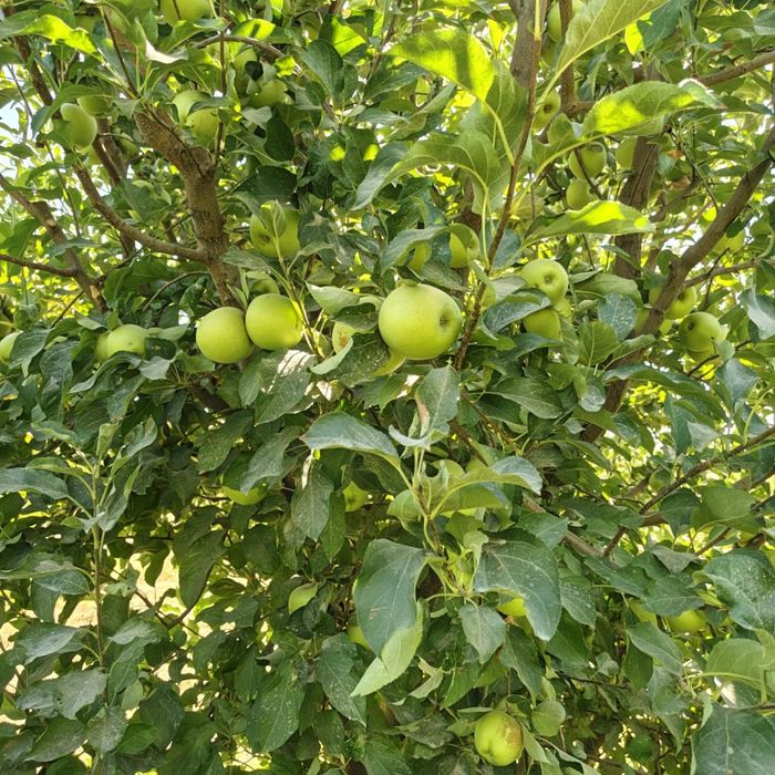 Олма сотилади голдин