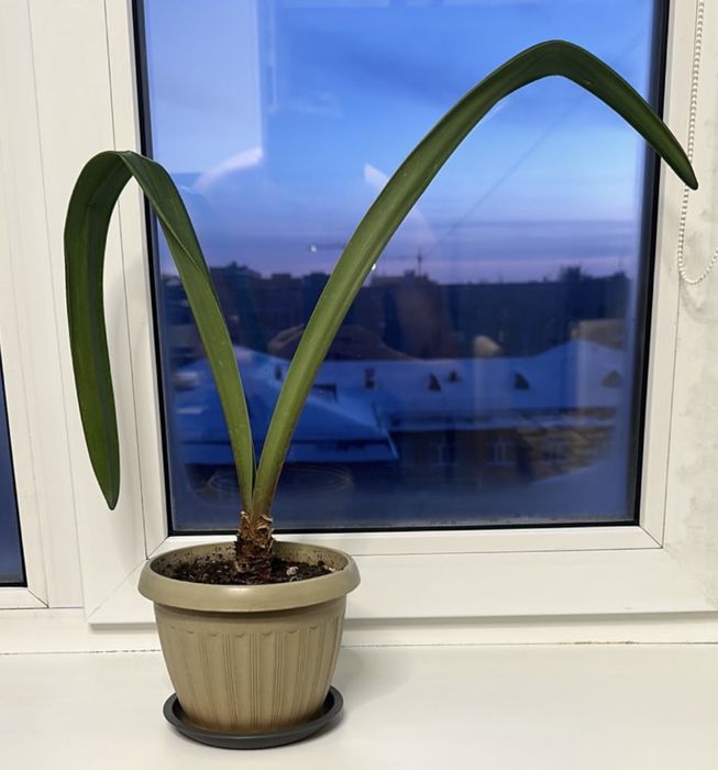 Продам комнатный цветок