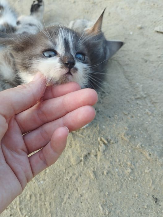 Отдам котят(девочки) в добрые руки